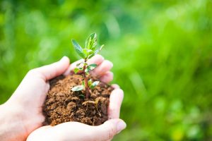 Holding Plant In Hands