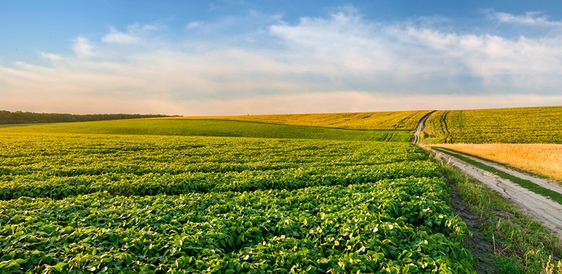 Soybean field